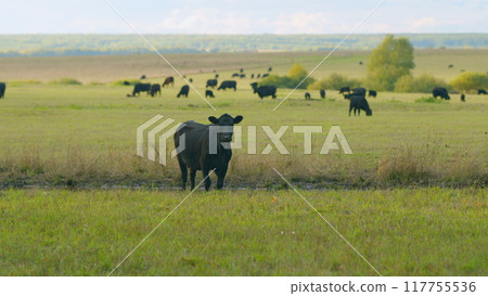 Black cows stand grazing on meadow field. Herd of black angus on a pasture. Cows grazing pasture. Static view. Black cows stand grazing on meadow field. Herd of black angus on a pasture. Cows grazing pasture. Static view. 117755536