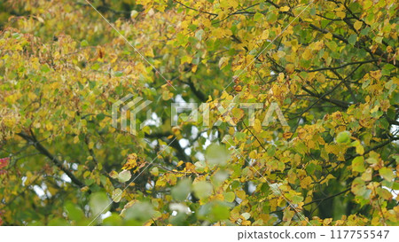 Beautiful yellow linden leaves sway in the wind. Linden tree branch in autumn. Autumn leaves. Low angle view. 117755547