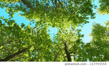 Good Mood. Freshness, Smell Of Summer. Branches With Fresh Green Leaves. Natural Summer Background. Good Mood. Freshness, Smell Of Summer. Branches With Fresh Green Leaves. Natural Summer Background. 117755554