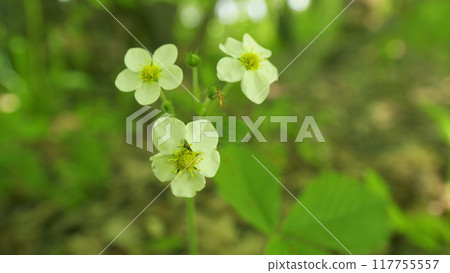 Strawberry flower with white petals and yellow center. Spring and blossoming, organic fruit concept. Unripe fruit growing in garden. Strawberry crop, bush with green berries and flowers. Strawberry flower with white petals and yellow center. Spring and blossoming, organic fruit concept. Unripe fruit growing in garden. Strawberry crop, bush with green berries and flowers. 117755557