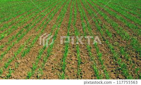 Green Grass Sways In Wind Beautiful Green Wheat Field Agriculture Farm Concept. Life Concept. Seedlings Of Young Shoots On Field In Spring. Concept Of Growth. Green Grass Sways In Wind Beautiful Green Wheat Field Agriculture Farm Concept. Life Concept. Seedlings Of Young Shoots On Field In Spring. Concept Of Growth. 117755563