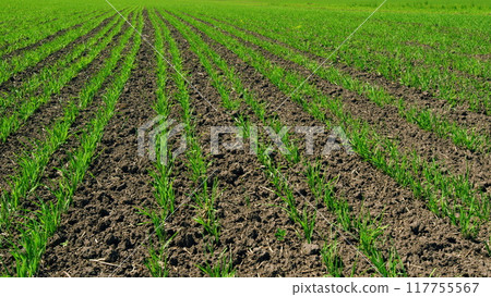 Springtime Day. Grow Food. Agricultural Field Of Wheat In Summer. Green Sprouts Of Wheat On Field Shakes Wind. Boundless Distance. Agricultural Field. Agriculture Farm. 117755567