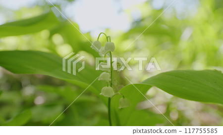 Small white lily-of-the-valley flowers and young green leaves. Free space, natural concept. Small white lily-of-the-valley flowers and young green leaves. Free space, natural concept. 117755585