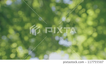 Canopy Of Deciduous Trees With Inflorescence. Tree Swinging In Wind On Blue Sky Background. Trees Blowing In Wind With Blue Sky. Bokeh. Canopy Of Deciduous Trees With Inflorescence. Tree Swinging In Wind On Blue Sky Background. Trees Blowing In Wind With Blue Sky. Bokeh. 117755587