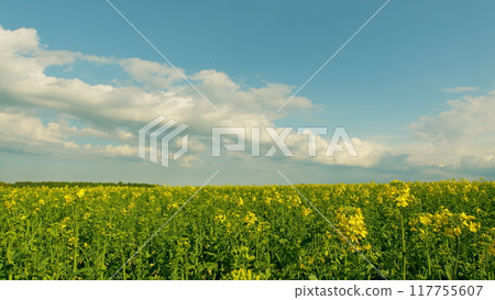 Gorgeous Yellow Canola Field Blooming Rapeseed Farm Backlit With Sunlight. Cultivation Of Rapeseed In Agricultural Fields. Rapeseed Field. 117755607