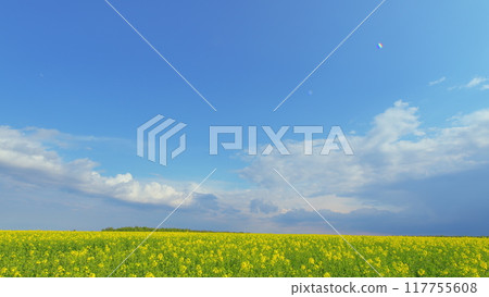 Beautiful Rapeseed Flowers Against Blue Sky With White Clouds. Filling Screen With Yellow Flowers. Field Of Canola Blossoms Swaying In Wind. Beautiful Rapeseed Flowers Against Blue Sky With White Clouds. Filling Screen With Yellow Flowers. Field Of Canola Blossoms Swaying In Wind. 117755608