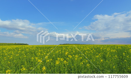Organic Rapeseed Field For Pollination And Honey Production With Yellow Blossoms. Blooming Rapeseed Field On A Sunny Day In Spring. Canola Background Blue Sky. Organic Rapeseed Field For Pollination And Honey Production With Yellow Blossoms. Blooming Rapeseed Field On A Sunny Day In Spring. Canola Background Blue Sky. 117755609