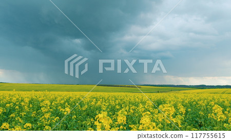 Wind Flutters Yellow Rapeseed Flowers. Blooming Yellow Rapeseed Farming Field. Rapeseed Oil. Yellow Flowers Of Rape On Canola Background Blue Sky. Wind Flutters Yellow Rapeseed Flowers. Blooming Yellow Rapeseed Farming Field. Rapeseed Oil. Yellow Flowers Of Rape On Canola Background Blue Sky. 117755615
