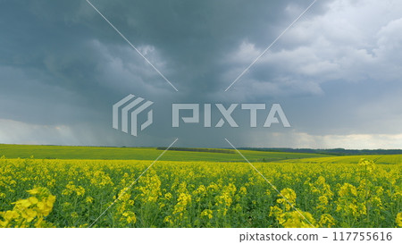 Rapeseed Flowering. Yellow Field Of Flowering Rapeseed. Production Of Rapeseed Oil. Blooming Yellow Rapeseed Field With Tall Stalks And Flowers Against A Bright Blue Sky. Rapeseed Flowering. Yellow Field Of Flowering Rapeseed. Production Of Rapeseed Oil. Blooming Yellow Rapeseed Field With Tall Stalks And Flowers Against A Bright Blue Sky. 117755616