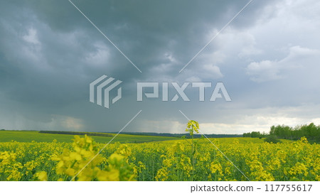 Blooming Canola Field. Rapeseed Field During Rapeseed Flowers. Yellow Flowering Field. Beautiful Yellow Flowers. Blooming Canola Field. Rapeseed Field During Rapeseed Flowers. Yellow Flowering Field. Beautiful Yellow Flowers. 117755617