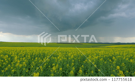Yellow Flower Blossom Rapeseed Canola Agriculture Field. Blooming Canola Flowers. Flowering Bright Yellow Canola Field. Field With A Yellow Bloom. Yellow Flower Blossom Rapeseed Canola Agriculture Field. Blooming Canola Flowers. Flowering Bright Yellow Canola Field. Field With A Yellow Bloom. 117755618