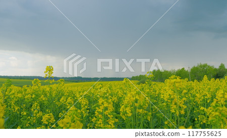 Rural Landscape In Spring Season. Field Of Yellow Rapeseed. Beautiful Scenic Landscape Of Blossoming Yellow Flowers Of Rapeseed On An Agricultural Field. Rural Landscape In Spring Season. Field Of Yellow Rapeseed. Beautiful Scenic Landscape Of Blossoming Yellow Flowers Of Rapeseed On An Agricultural Field. 117755625