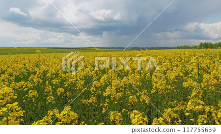 Field With Yellow Rapeseed Flowers. Swaying In Wind Against Blue Sky. Field With Yellow Flowering Rapeseed Plants In Spring. Canola Agriculture Field. 117755639