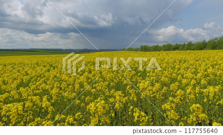 Rapeseed Flowering. Yellow Field Of Flowering Rapeseed. Production Of Rapeseed Oil. Blooming Yellow Rapeseed Field With Tall Stalks And Flowers Against A Bright Blue Sky. Rapeseed Flowering. Yellow Field Of Flowering Rapeseed. Production Of Rapeseed Oil. Blooming Yellow Rapeseed Field With Tall Stalks And Flowers Against A Bright Blue Sky. 117755640