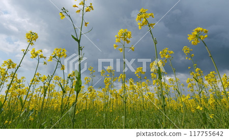 Yellow Flowering Rapeseed Field In Spring Outdoors. Rapeseed Fields Are Blooming Yellow. Yellow Rapeseed Field In Spring. Concept Of Agriculture. 117755642