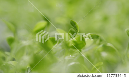 Young Green Sprouts. Seedlings Of Young Shoots On Field, Spring. New Life Plants Growing. Seedlings Growing. New Beginning. Young Green Sprouts. Seedlings Of Young Shoots On Field, Spring. New Life Plants Growing. Seedlings Growing. New Beginning. 117755645
