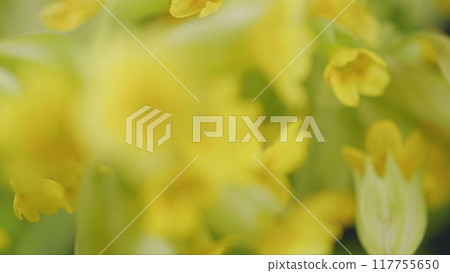 Primula Veris Plant Commonly Known As Cowslip. Yellow Flower Cowslip Primrose In Spring. Floral Background. Primula Veris Plant Commonly Known As Cowslip. Yellow Flower Cowslip Primrose In Spring. Floral Background. 117755650