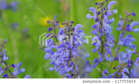 Meadow Sage Salvia Pratensis. Species Of Salvia Native To A Wide Area Of South America And Europe. Concept Of Collecting Wild Medicinal Plants. Meadow Sage Salvia Pratensis. Species Of Salvia Native To A Wide Area Of South America And Europe. Concept Of Collecting Wild Medicinal Plants. 117755653