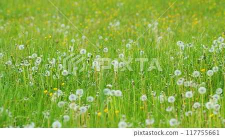 Dandelion On Natural Background. White Flowers Of Dandelion Balls In A Spring Field. Beautiful White Fluffy Dandelions Common Dandelion. Dandelion On Natural Background. White Flowers Of Dandelion Balls In A Spring Field. Beautiful White Fluffy Dandelions Common Dandelion. 117755661