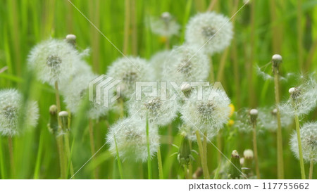 Dandelion On Natural Background. White Flowers Of Dandelion Balls In A Spring Field. Beautiful White Fluffy Dandelions Common Dandelion. Dandelion On Natural Background. White Flowers Of Dandelion Balls In A Spring Field. Beautiful White Fluffy Dandelions Common Dandelion. 117755662