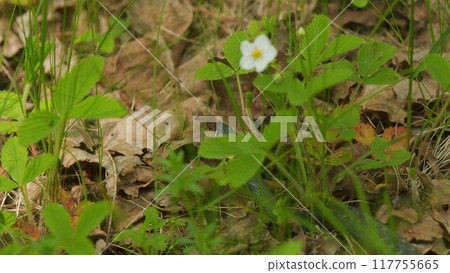 Grass Snake In Green Leaves. Moving Snake. Adder Head Raising In Forest Early Spring Forest. 117755665