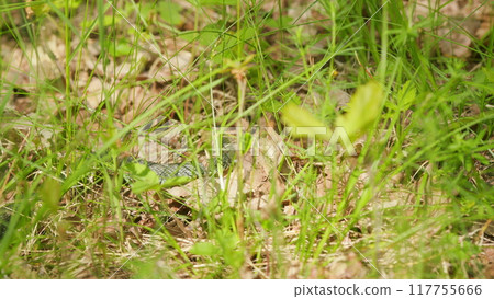 Grass Snake Natrix Natrix Snake Moving. Snake Or Natrix Hidden In Grass Sneaking Away. Resting In Warmth. 117755666