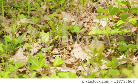 Grass Snake Sticks Out Its Tongue And Crawled Through Fresh Green Summer Grass. Snake On Grass Or Natrix Natrix. 117755667