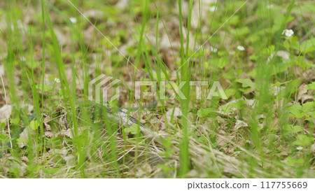 Grass Snake Natrix Natrix Snake Moving. Snake Or Natrix Hidden In Grass Sneaking Away. Resting In Warmth. Grass Snake Natrix Natrix Snake Moving. Snake Or Natrix Hidden In Grass Sneaking Away. Resting In Warmth. 117755669