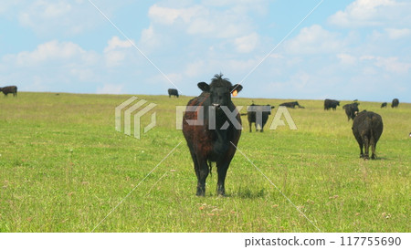 Cattle On Summer Grassland. Cows Black Angus On A Pasture In Landscape In Summer. Bright Summer Field. 117755690