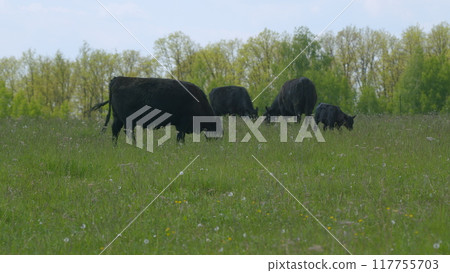 Black Cow Walking And Eating Grass On Green Meadow. Cow Black Angus Grazing On Pasture In Spring Day. Black Cow Walking And Eating Grass On Green Meadow. Cow Black Angus Grazing On Pasture In Spring Day. 117755703