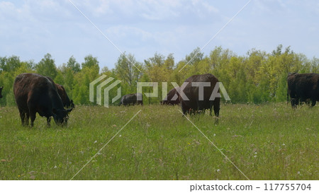 Cows Grazing On A Field In Summer. Herd Of Black Angus Cows Grazing. Open Farm With Cattle On Field In Countryside Farm. Cows Grazing On A Field In Summer. Herd Of Black Angus Cows Grazing. Open Farm With Cattle On Field In Countryside Farm. 117755704