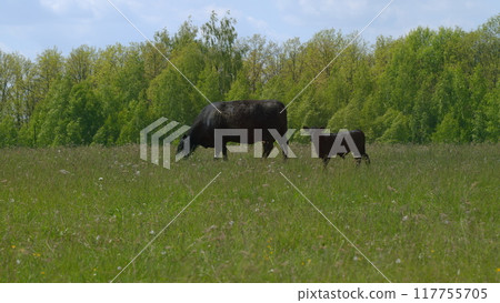 Herd Of Black Angus Cows Grazing In Meadow. Cows On A Summer Pasture. Cows On Field. Long Pasture. Herd Of Black Angus Cows Grazing In Meadow. Cows On A Summer Pasture. Cows On Field. Long Pasture. 117755705