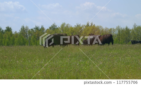 Cattle On Summer Grassland. Cows Black Angus On A Pasture In Landscape In Summer. Bright Summer Field. Cattle On Summer Grassland. Cows Black Angus On A Pasture In Landscape In Summer. Bright Summer Field. 117755706