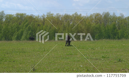 Black Angus Cows Grazing On A Green Summer Meadow. Panorama Of Grazing Cows In A Meadow With Grass. Black Angus Cows Grazing On A Green Summer Meadow. Panorama Of Grazing Cows In A Meadow With Grass. 117755709