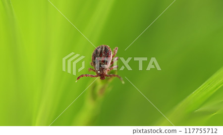 Mite At Green Leaf. Infectious Parasitic Ixodid Ticks Insects On A Green Leaf. Ixodes. 117755712