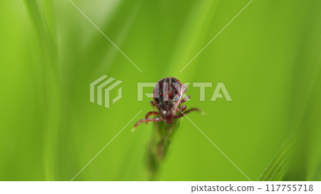 Ixodid Tick Crawls On A Green Leaf Or Blade Of Grass. Infectious Disease Carrier. Terrible Blood Sucking Crawling Bug. Ixodid Tick Crawls On A Green Leaf Or Blade Of Grass. Infectious Disease Carrier. Terrible Blood Sucking Crawling Bug. 117755718