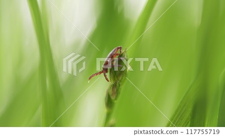 Tick Crawling A Blade Of Grass. Parasite Potentially Carrying Dangerous Diseases. Dangerous Encephalitis Parasite Tick In Wild. 117755719
