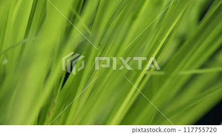 Fresh Green Grass Close-Up. Green Grass Footage. Green Juicy Lawn. Green Grass Bunch. Plants Background. Alpine Meadow Densely Overgrown With Grass. Fresh Green Grass Close-Up. Green Grass Footage. Green Juicy Lawn. Green Grass Bunch. Plants Background. Alpine Meadow Densely Overgrown With Grass. 117755720