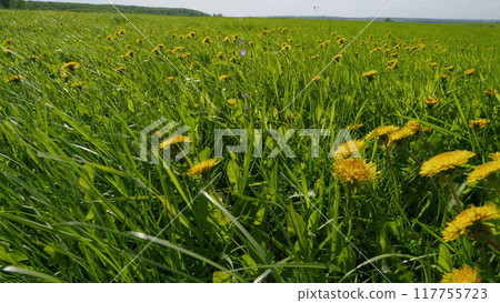 Wild Flowers. Taraxacum Officinale Common Dandelion. Dandelion Meadow. Spring Dandelion Flowers During Flowering. Wild Flowers. Taraxacum Officinale Common Dandelion. Dandelion Meadow. Spring Dandelion Flowers During Flowering. 117755723