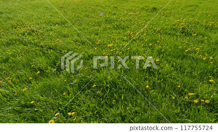 Sunny Spring Day. Flowering. Green Grass With Yellow Dandelion Flowers. Opening In Meadow Common Dandelion. Sunny Spring Day. Flowering. Green Grass With Yellow Dandelion Flowers. Opening In Meadow Common Dandelion. 117755724