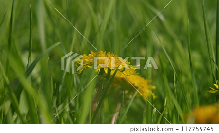 Yellow Dandelions. Spring Green Grass In A Beautiful Meadow. Green Meadow With Bright Yellow Dandelions. Yellow Dandelions. Spring Green Grass In A Beautiful Meadow. Green Meadow With Bright Yellow Dandelions. 117755745