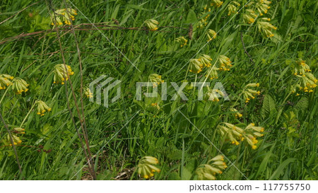 Spring Primrose Herb Flowers Primula Veris Blooming In Green Meadow. Cowslip Spring Bloom. Herbaceous Herba. Windy Day On A Late Spring Meadow. Spring Primrose Herb Flowers Primula Veris Blooming In Green Meadow. Cowslip Spring Bloom. Herbaceous Herba. Windy Day On A Late Spring Meadow. 117755750