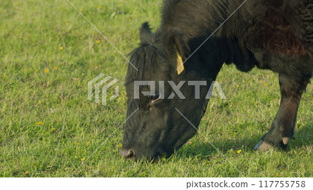 Black Angus Cows Grazing On A Green Summer Meadow. Panorama Of Grazing Cows In A Meadow With Grass. Black Angus Cows Grazing On A Green Summer Meadow. Panorama Of Grazing Cows In A Meadow With Grass. 117755758
