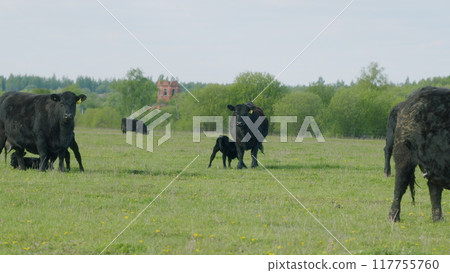 Mother Black Cow And Calf. Black Angus Cattle In Green Pasture. Cow Feeding Her Calf In The Beautiful Countryside. Mother Black Cow And Calf. Black Angus Cattle In Green Pasture. Cow Feeding Her Calf In The Beautiful Countryside. 117755760