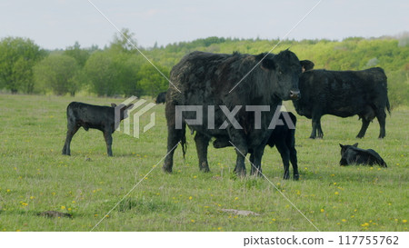 Herd Or Black Angus Cows. Black Angus Calf Suckling From Mother At Free Range Farm. Cow Feeding Her Calf In The Beautiful Countryside. Herd Or Black Angus Cows. Black Angus Calf Suckling From Mother At Free Range Farm. Cow Feeding Her Calf In The Beautiful Countryside. 117755762