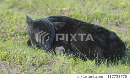 Black Cow Walking And Eating Grass On Green Meadow. Cow Black Angus Grazing On Pasture In Spring Day. 117755776
