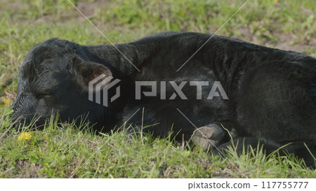 Cows On Pasture In Nature. Panoramic View Of Black Angus Cow On Green Grass. Beef Cows And Calfs Grazing On Grass. 117755777