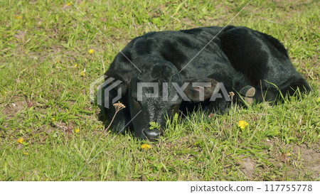 Black Angus Cows Grazing On A Green Summer Meadow. Panorama Of Grazing Cows In A Meadow With Grass. Black Angus Cows Grazing On A Green Summer Meadow. Panorama Of Grazing Cows In A Meadow With Grass. 117755778