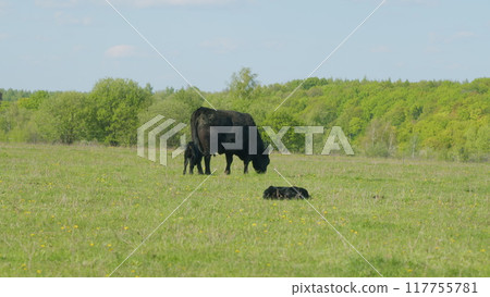 Herd Or Black Angus Cows. Black Angus Calf Suckling From Mother At Free Range Farm. Cow Feeding Her Calf In The Beautiful Countryside. Herd Or Black Angus Cows. Black Angus Calf Suckling From Mother At Free Range Farm. Cow Feeding Her Calf In The Beautiful Countryside. 117755781
