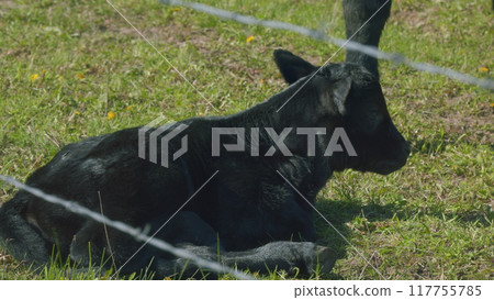 Cows Grazing In Pasture Under Big Blue Sky. Group Of Black Angus Cows Grazing In Pasture. Cows On Green Meadow. Cows Grazing In Pasture Under Big Blue Sky. Group Of Black Angus Cows Grazing In Pasture. Cows On Green Meadow. 117755785